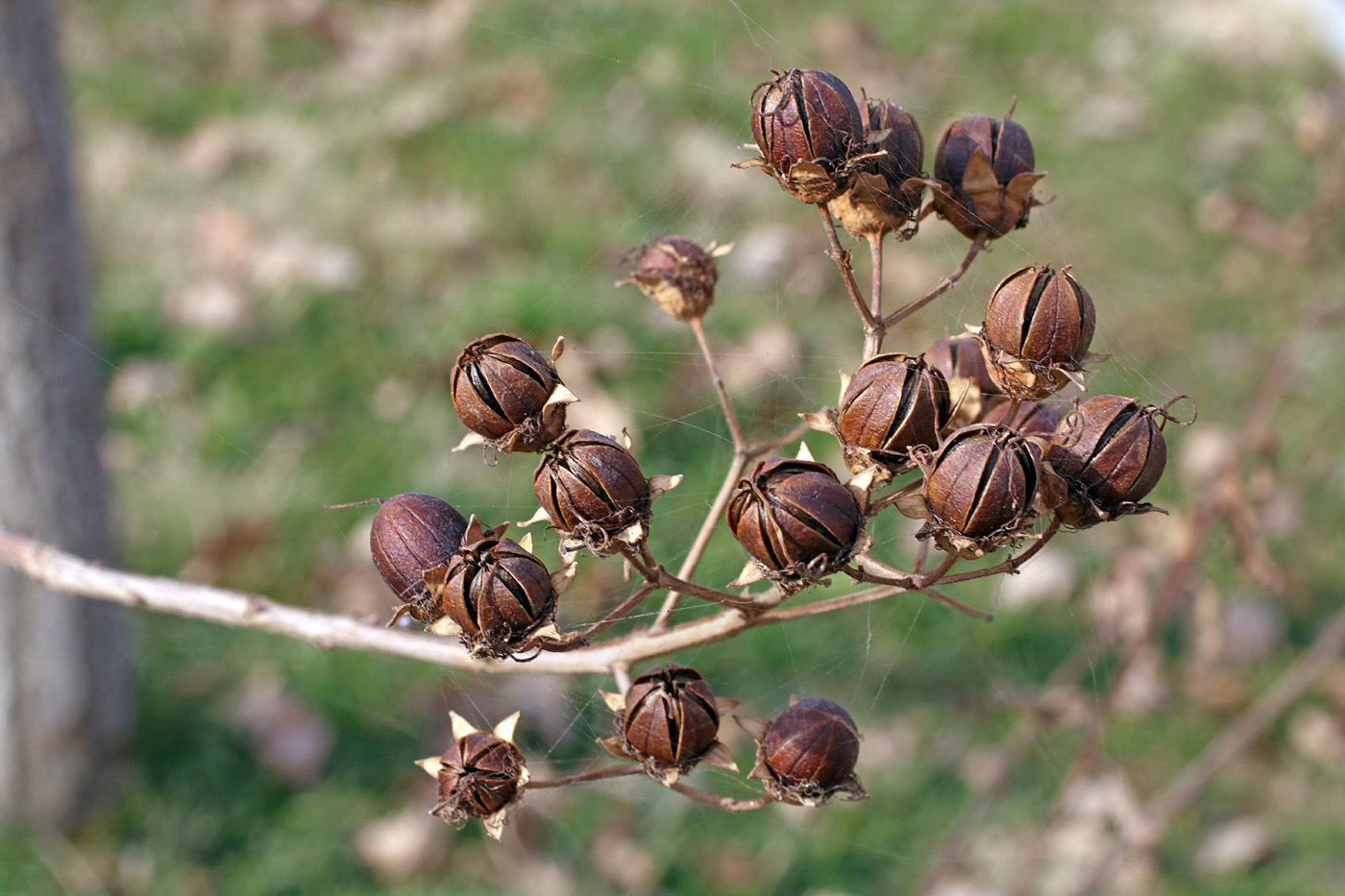 Image of Lagerstroemia indica specimen.