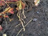 Oxalis stricta