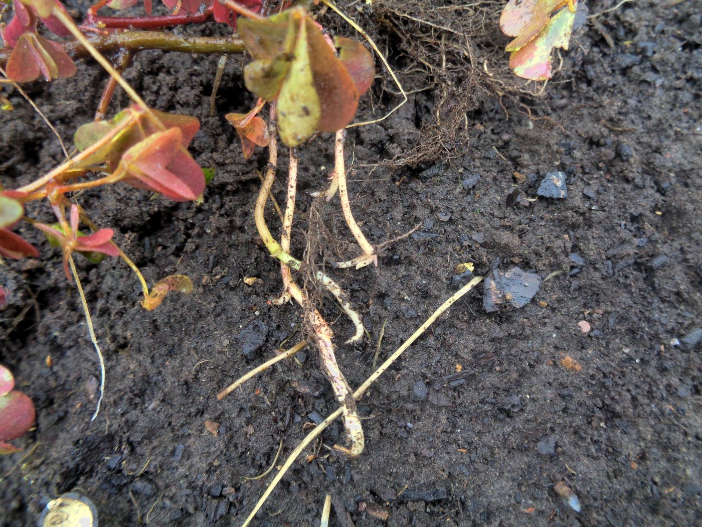 Image of Oxalis stricta specimen.