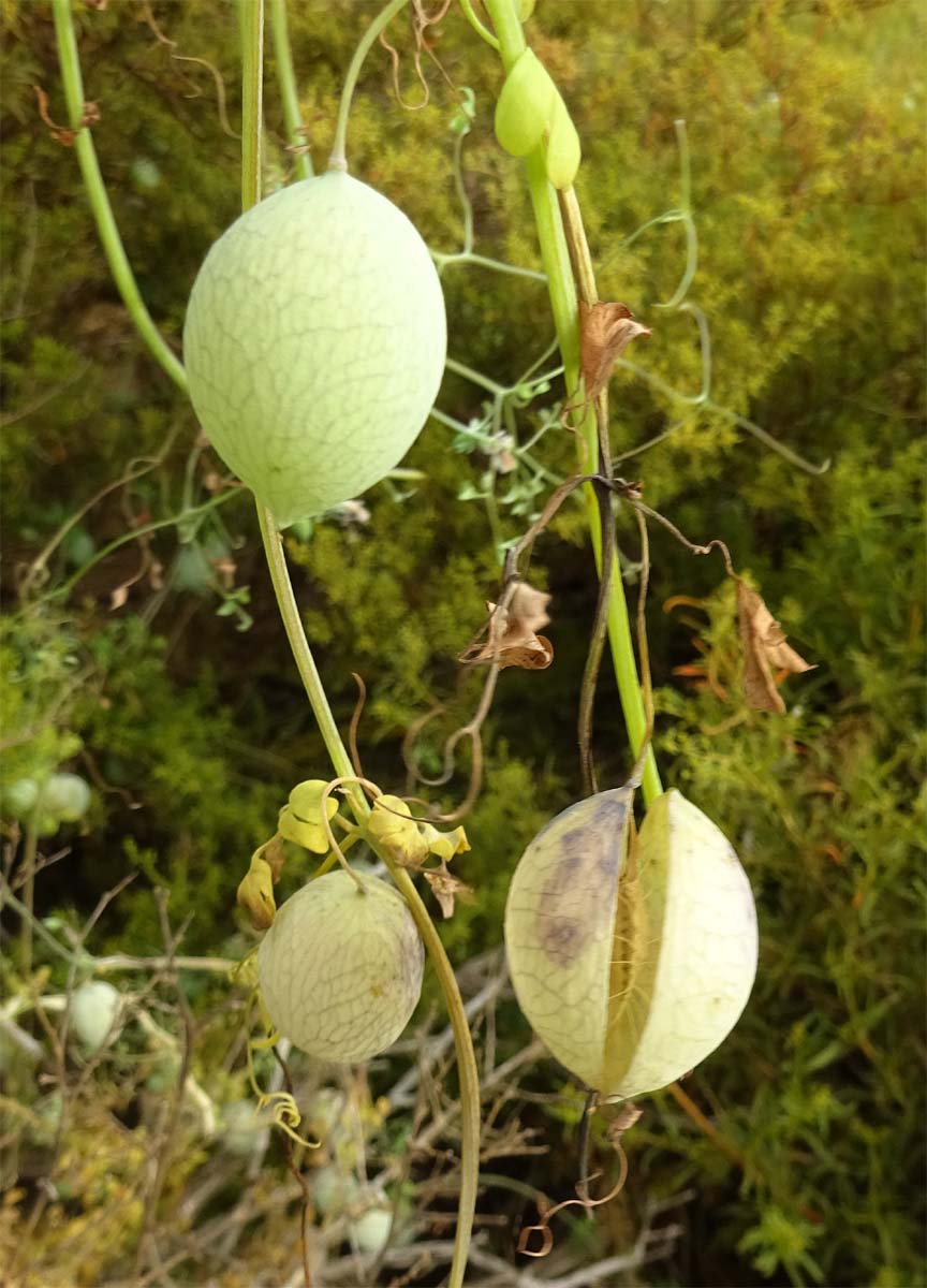 Image of Cysticapnos vesicaria specimen.