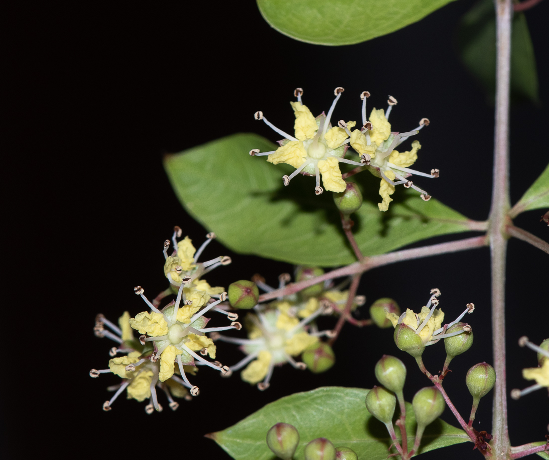 Image of Lawsonia inermis specimen.