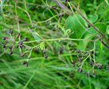 Vincetoxicum scandens. Соцветие. Украина, Донецкая обл., Славянский р-н, окр. г. Святогорск, пойменный луг на левом берегу р. Северский Донец. 13.06.2010.