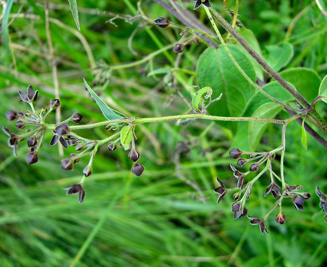 Изображение особи Vincetoxicum scandens.