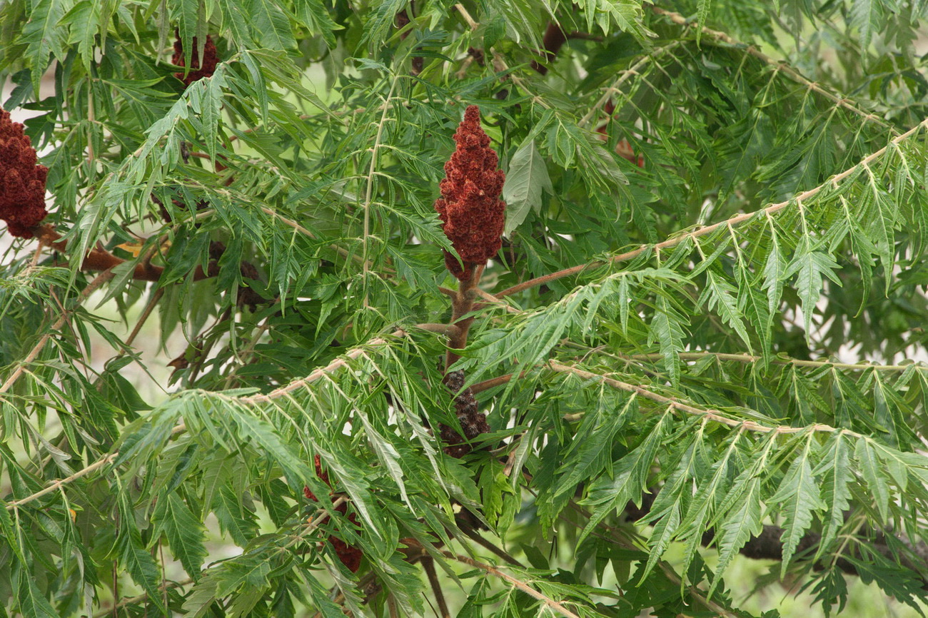 Image of Rhus typhina f. dissecta specimen.