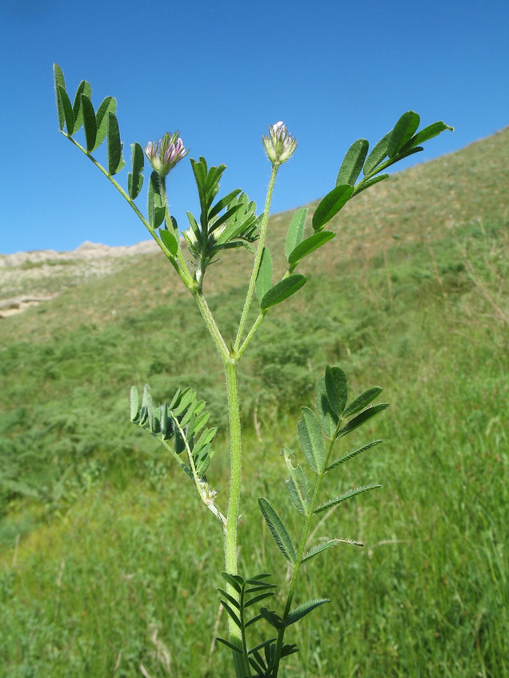 Изображение особи Astragalus sesamoides.