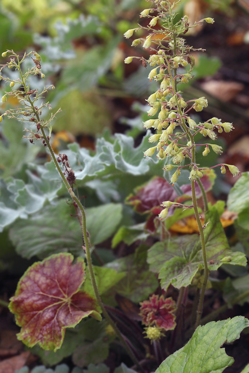 Image of Heuchera &times; hybrida specimen.