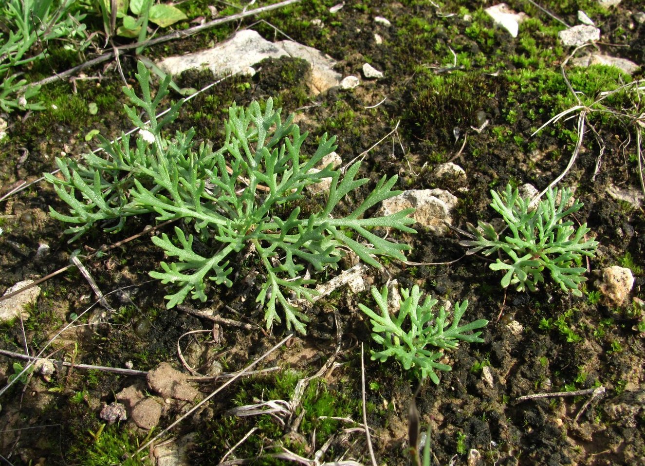 Image of Chrysanthemum zawadskii specimen.