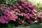 род Rhododendron. Цветущее растение. Крым, Южный Берег, Партенит, парк ЛОК \"Айвазовское\". 30.04.2018.