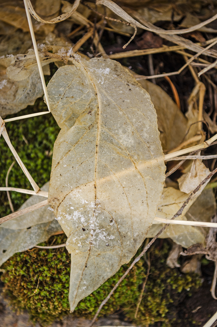 Image of Stellaria bungeana specimen.