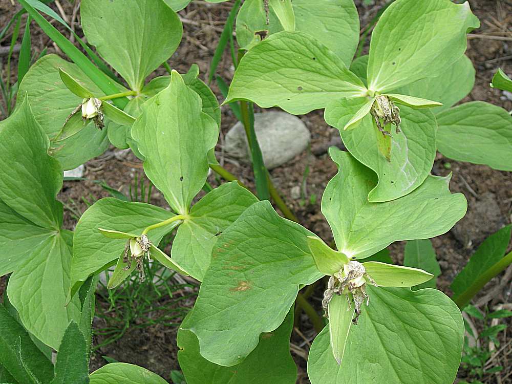 Image of Trillium camschatcense specimen.