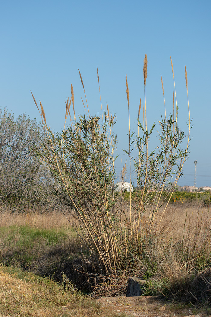 Image of Arundo donax specimen.