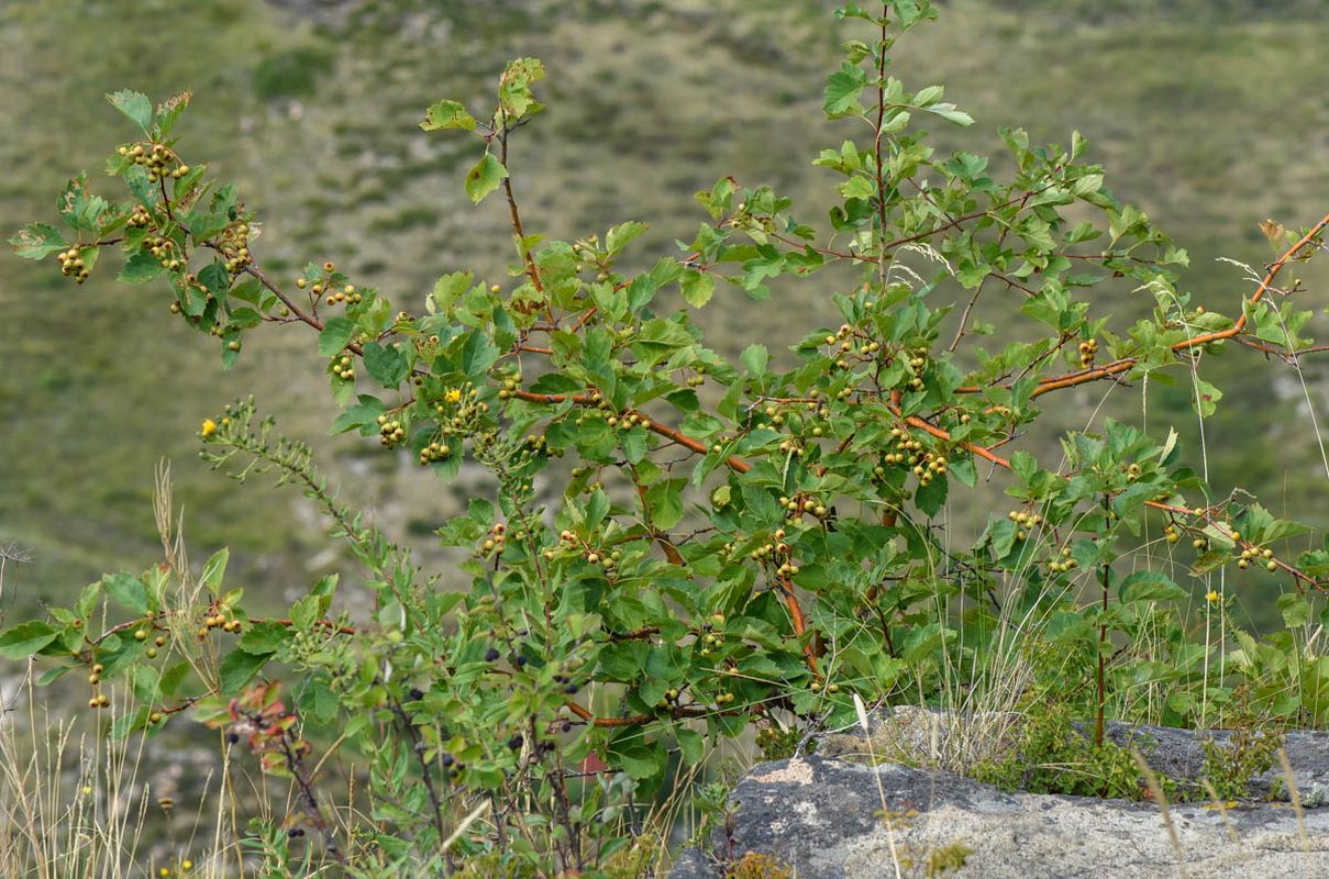 Изображение особи Crataegus sanguinea.