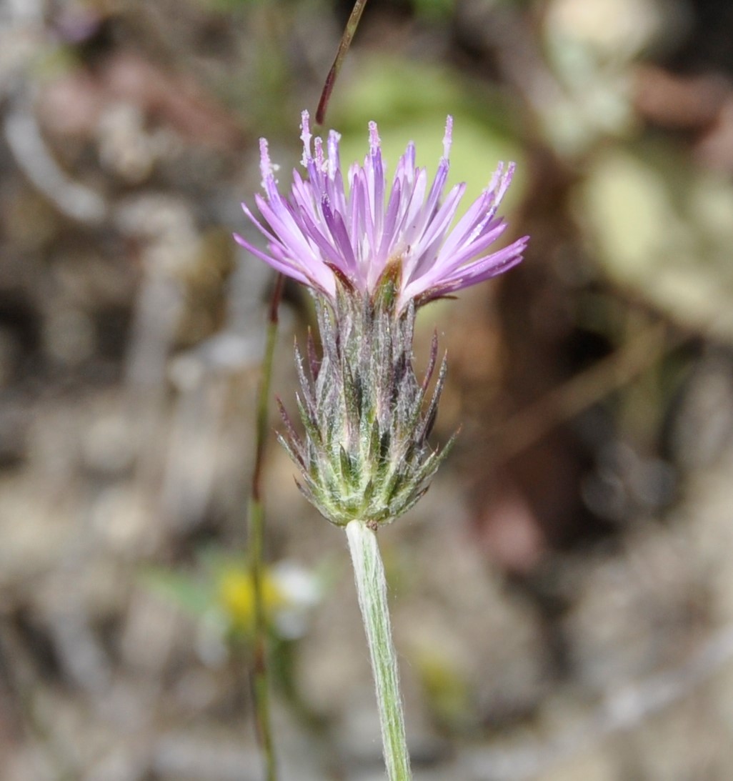 Изображение особи Carduus acicularis.