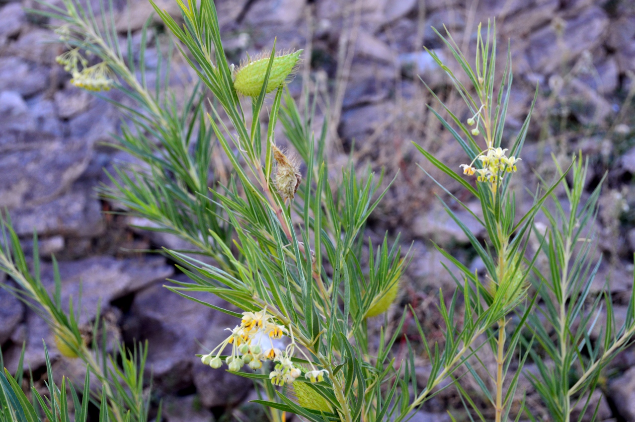 Image of Gomphocarpus fruticosus specimen.