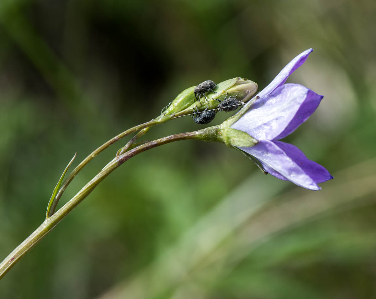 Image of Campanula altaica specimen.