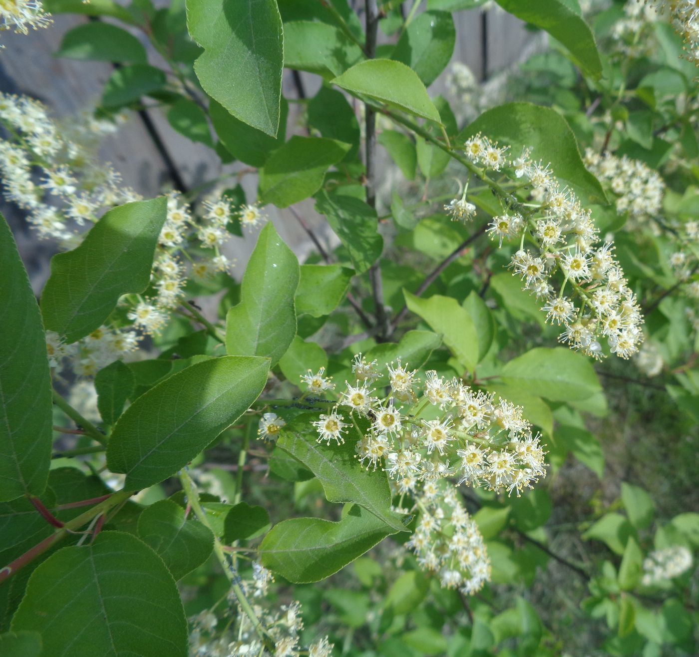 Изображение особи Padus virginiana.