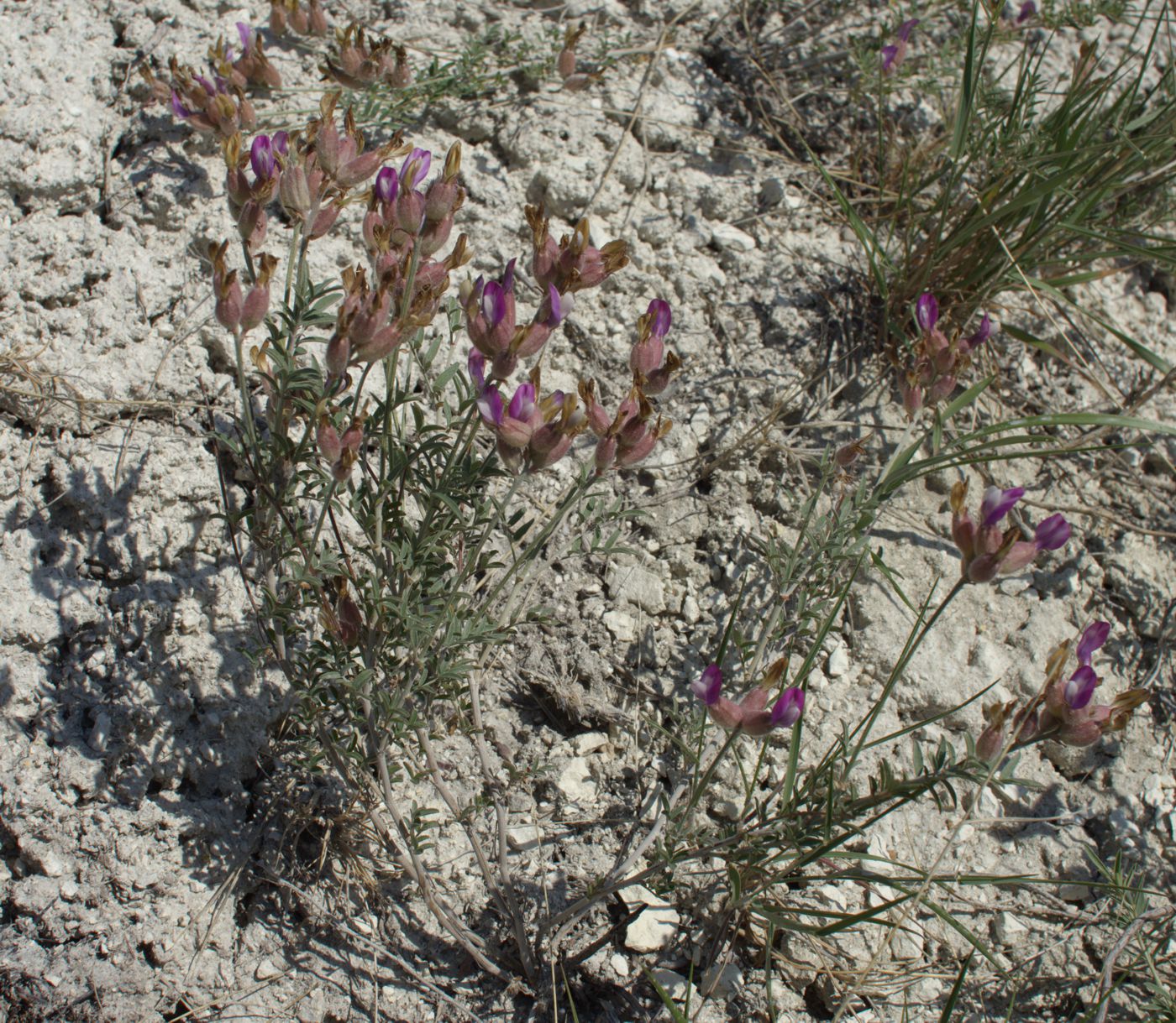 Изображение особи Astragalus saphronovae.