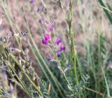 Oxytropis gebleriana. Верхние части отцветающих побегов. Казахстан, Карагандинская обл., Улытауский р-н, водораздел реки Дуйсембай и сая Жаркудук, постпирогенное сообщество (2 года после пожара). 01.06.2019.