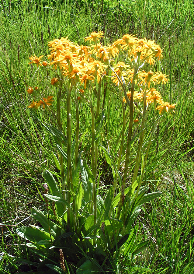 Изображение особи Tephroseris integrifolia.