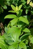 Galium rubioides. Верхняя часть побега. Санкт-Петербург, Петродворцовый р-н, парк «Сергиевка», на опушке. 13.07.2019.