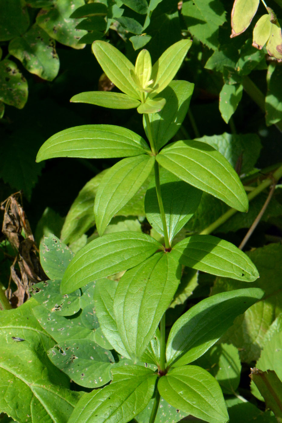 Image of Galium rubioides specimen.