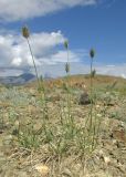 Agropyron kazachstanicum. Плодоносящие растения. Алтай, Кош-Агачский р-н, 5 км ЮВ с. Чаган-Узун, долина р. Тыдтуярык, горная полупустыня. 8 июля 2019 г.