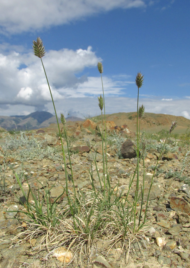 Изображение особи Agropyron kazachstanicum.