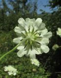 Scabiosa ochroleuca. Верхушка побега с соцветием. Карачаево-Черкесия, Урупский р-н, окр. с. Курджиново, остепнённый выход скалы. 3 августа 2019 г.