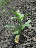 Nonea lutea