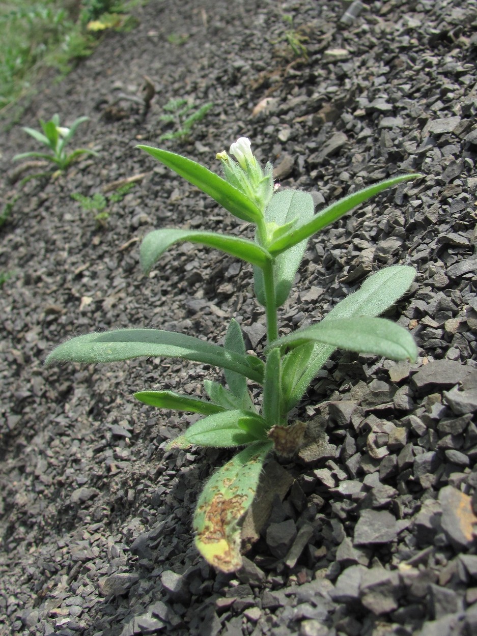 Image of Nonea lutea specimen.