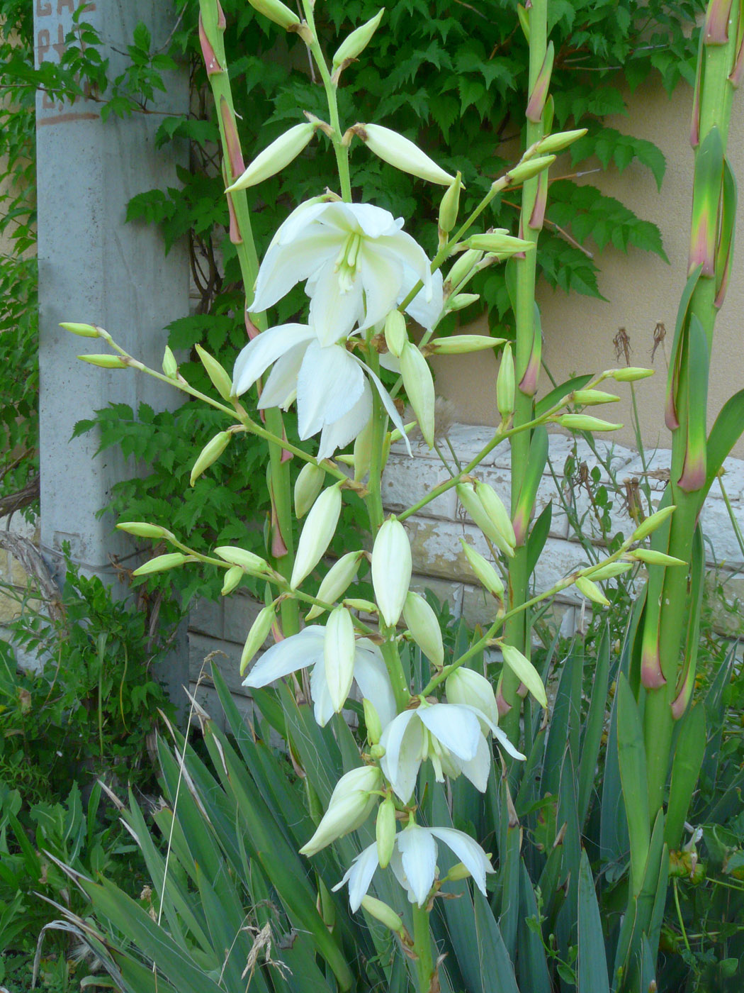 Изображение особи Yucca filamentosa.