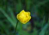 Trollius europaeus. Цветок. Московская обл., Сергиево-Посадский р-н, окр. источника Гремячий ключ, влажный луг на опушке смешанного леса. 31.08.2019.