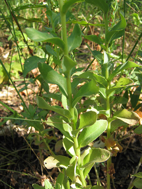 Изображение особи Hylotelephium triphyllum.