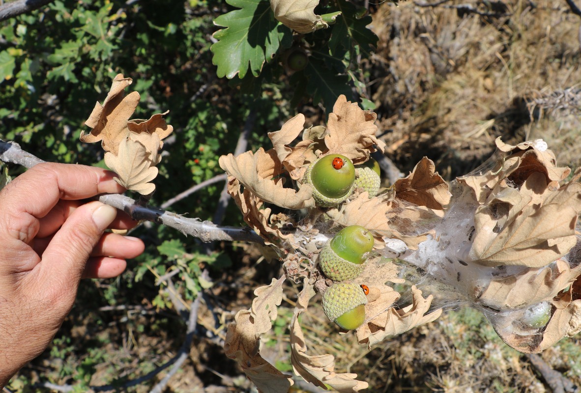 Изображение особи Quercus macranthera.