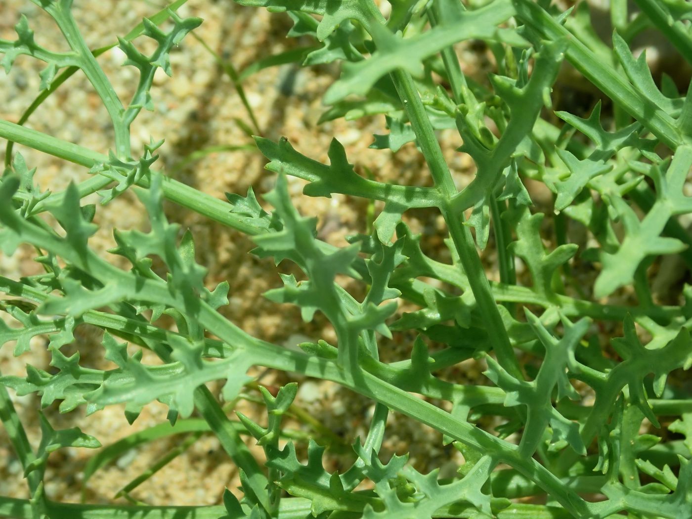 Image of Ferula bungeana specimen.