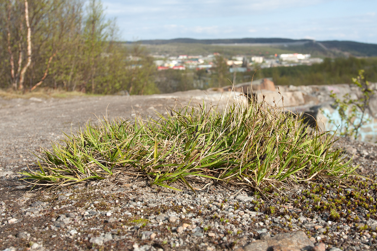 Image of Carex bigelowii specimen.