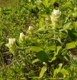 Castilleja unalaschcensis