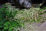 Aruncus sylvestris