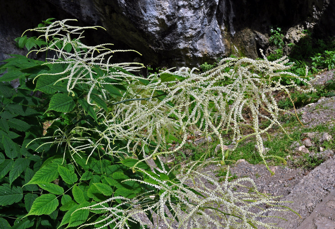 Image of Aruncus sylvestris specimen.