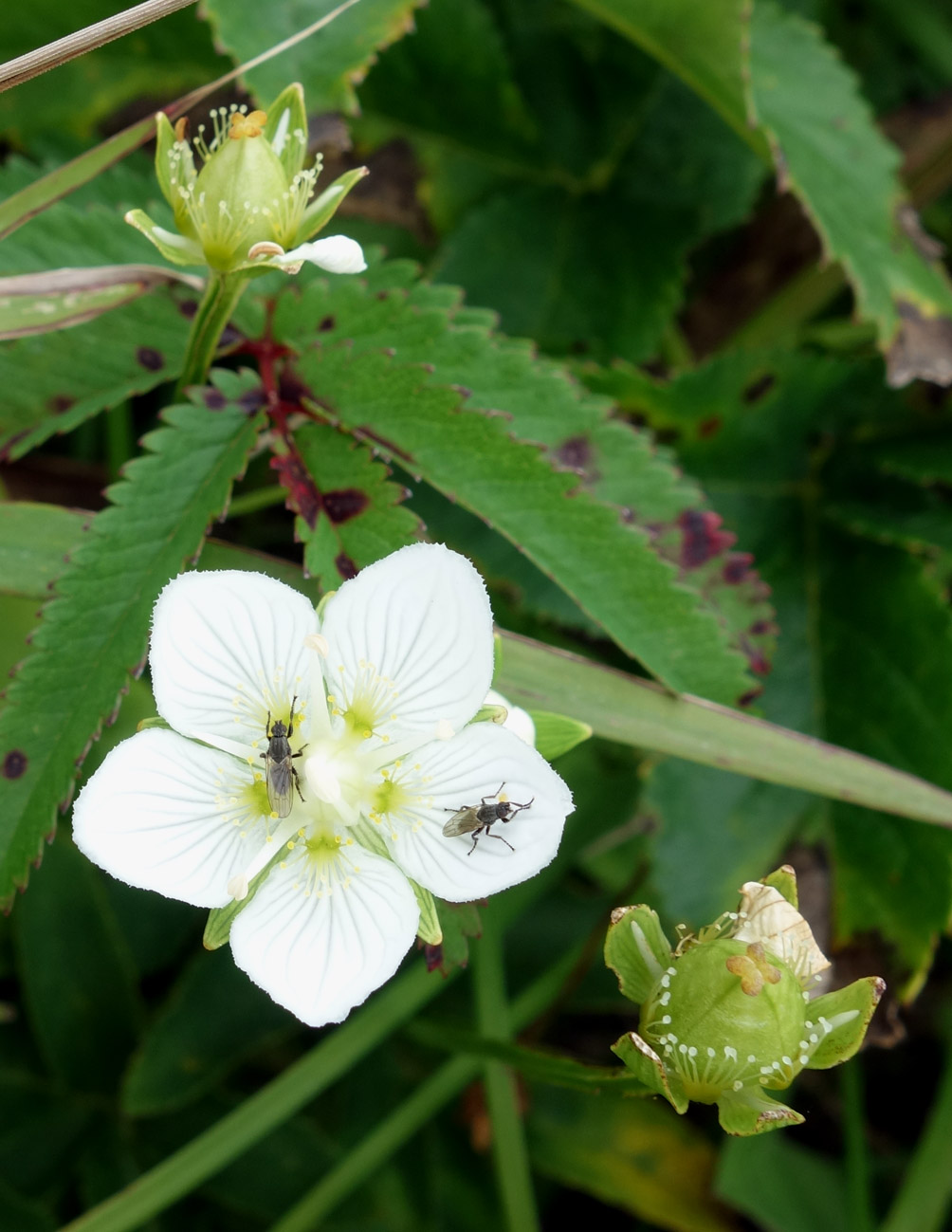 Изображение особи Parnassia palustris.