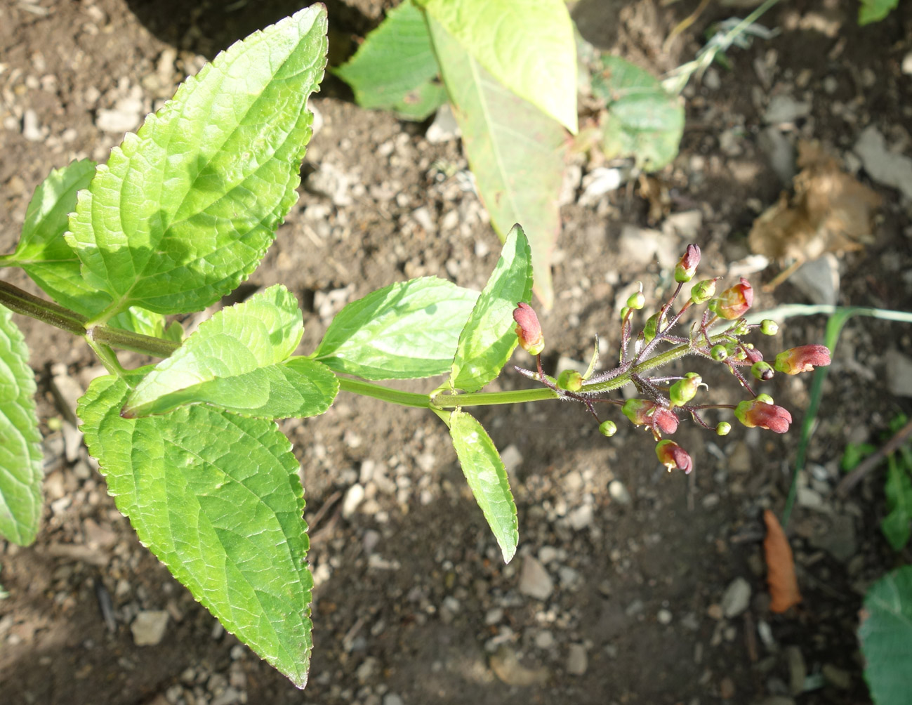 Изображение особи Scrophularia grayana.