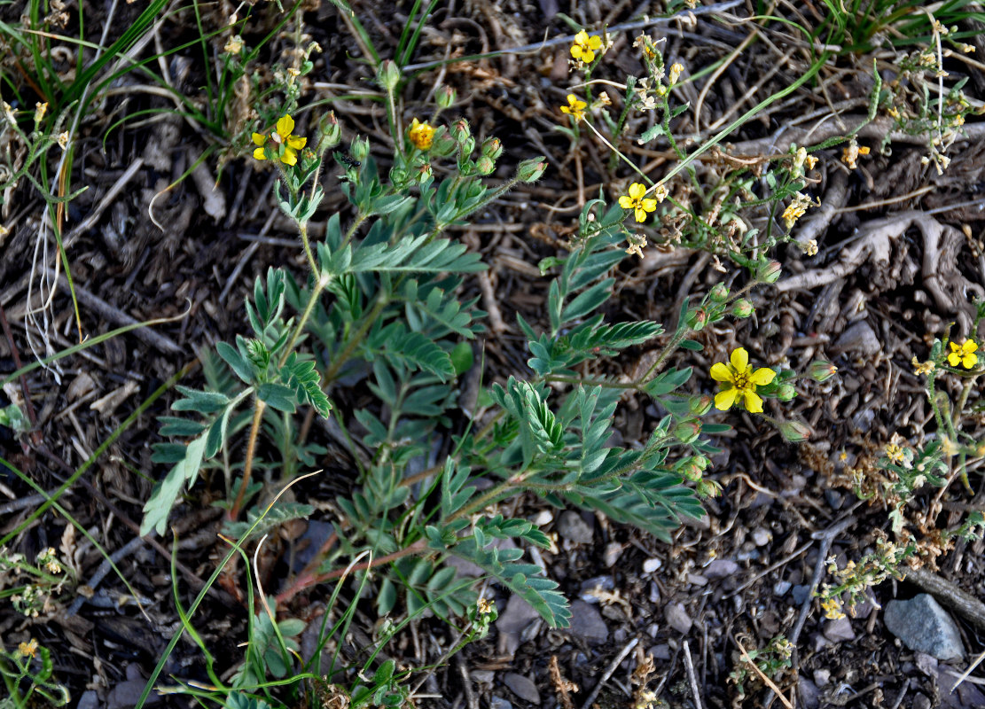 Изображение особи Potentilla bifurca.