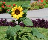 Helianthus annuus. Верхушка цветущего растения. Перу, регион La Libertad, пос. Huanchaco, цветник. 28.10.2019.