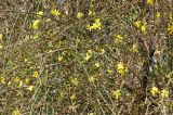 Jasminum nudiflorum. Цветущее растение. Великобритания, Англия, парк \"Landscape Garden\". 21.01.2019.
