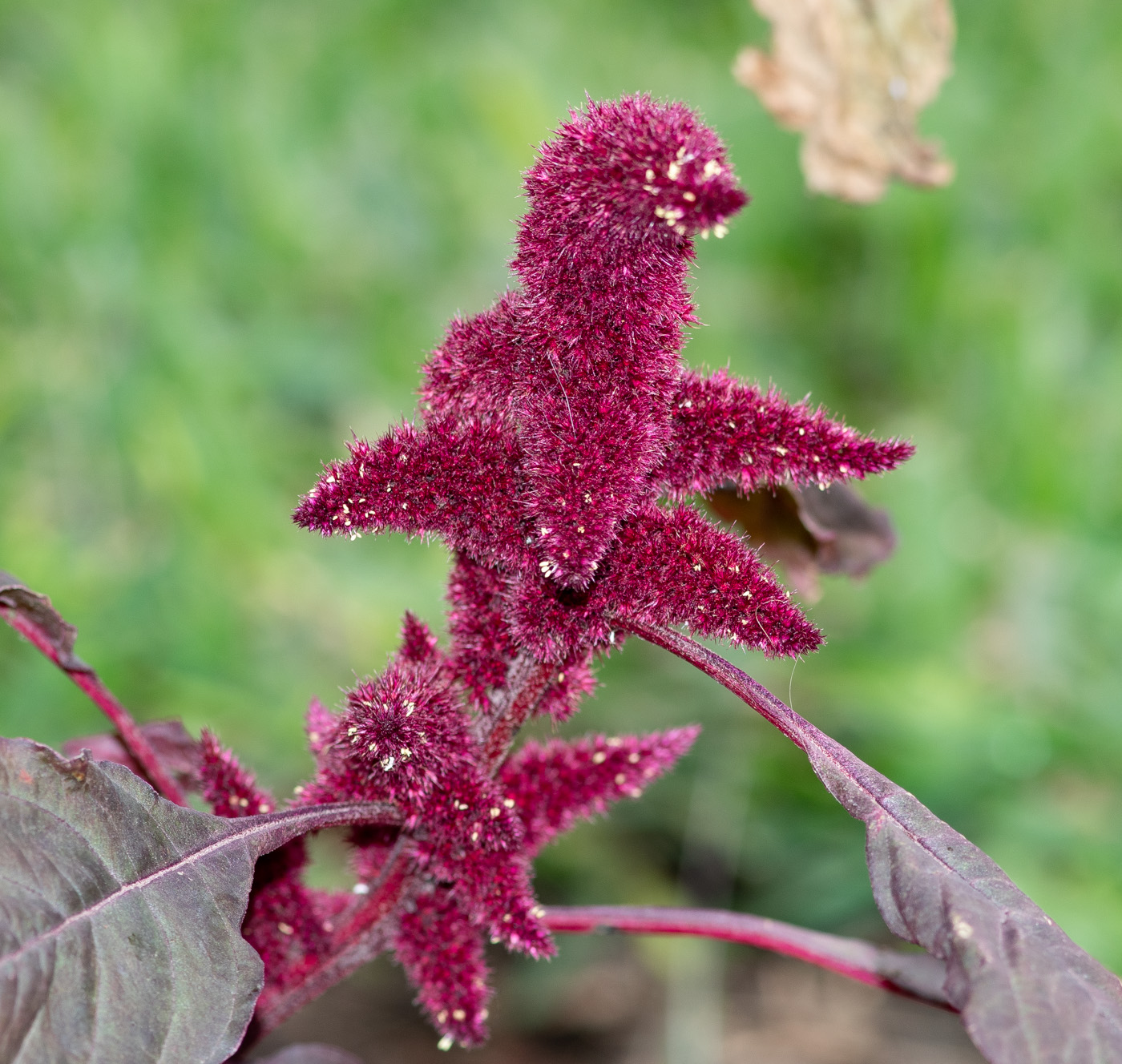 Image of Amaranthus caudatus specimen.