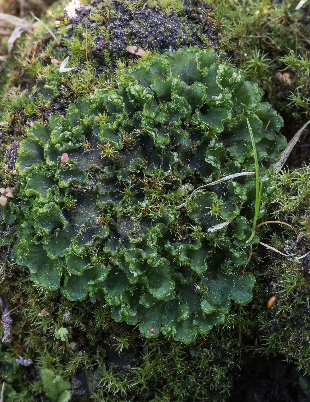 Изображение особи Blasia pusilla.