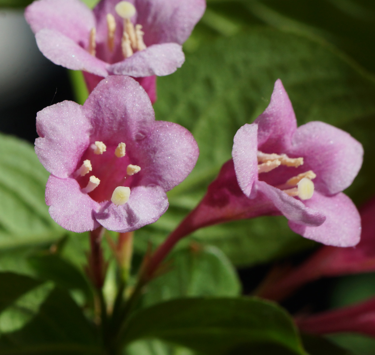 Image of Weigela praecox specimen.