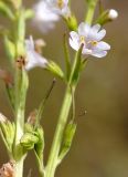 Leptorhabdos parviflora. Часть побега с цветком и развивающимися плодами. Кыргызстан, Иссык-Кульская обл., восточная окр. с. Бостери, территория Киргизского Взморья. 21.07.2015.
