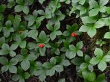 Chamaepericlymenum canadense. Плодоносящие растения. Курильские о-ва, о. Итуруп, охотоморское побережье, окр. пос. Лесозаводское, хвойно-широколиственный лес. 19.09.2019.