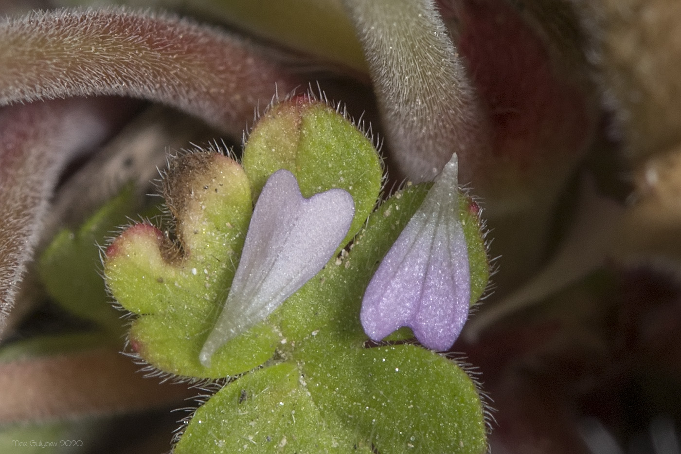 Image of genus Geranium specimen.